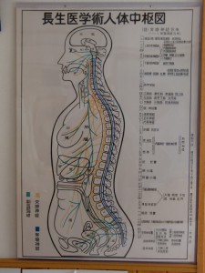 人体中枢図