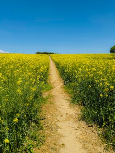 <span class="title">4月13日（月）再開</span>